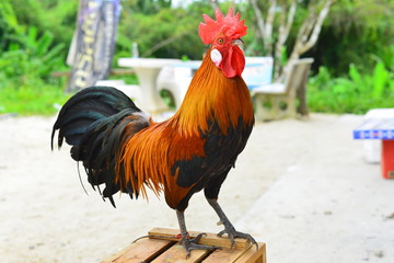 Beautiful bunny ไก่แจ้ หูขาว