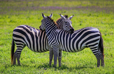 Zebra's resting heads on one anothers backs