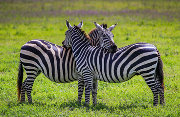 Obraz premium Zebra's resting heads on one anothers backs