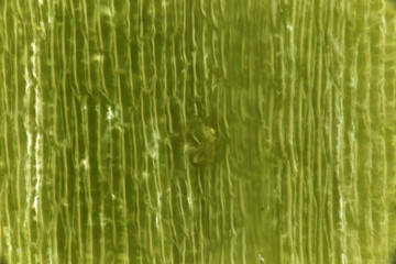 Green Daisy, Petal Cells