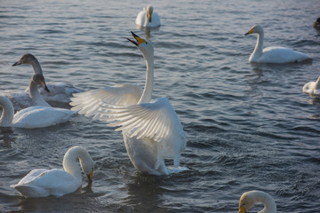 Beautiful white whooping swans swimming in the nonfreezing winter lake. The place of wintering of swans, Altay, Siberia, Russia. © olinchuk