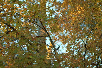 Leaves and Branches