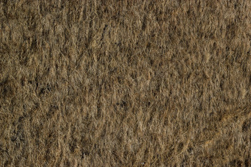 Dry grass land