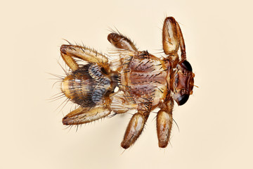 Hippoboscidae, a louse fly
