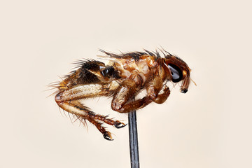 Hippoboscidae, a louse fly