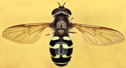 Hover fly (Somula decora), a wasp mimic, Coventry, CT 5.27.15