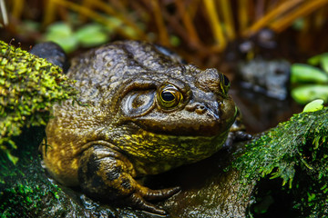 large green frog
