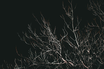 Banches of a tree in the night
