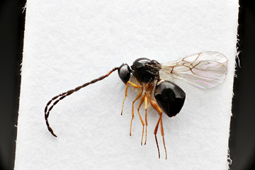 Hymenoptera, Title and Description to be added later