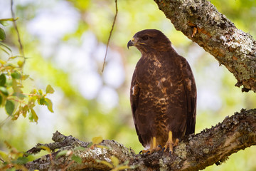 Common buzzard perched on a tree