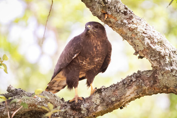 Common buzzard perched on a tree