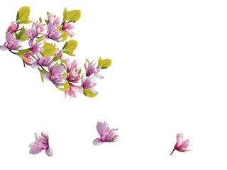 Fototapeta na wymiar Beautiful blooming magnolia flower bouquet isolated on white background.