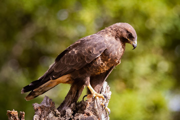 Common buzzard perched on a tree