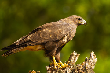 Common buzzard perched on a tree