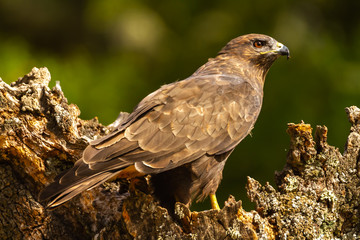 Common buzzard perched on a tree