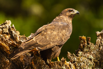 Common buzzard perched on a tree