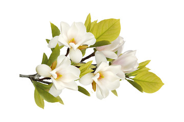 Beautiful blooming magnolia flower bouquet isolated on white background. © swisty242