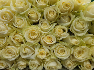 Obraz na płótnie Canvas Close-up of a bouquet of yellow roses