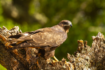 Common buzzard perched on a tree