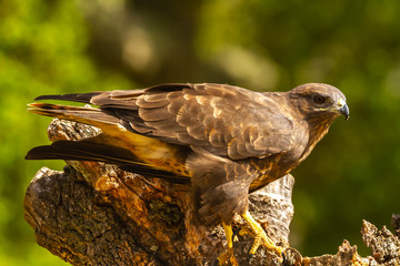 Common buzzard perched on a tree