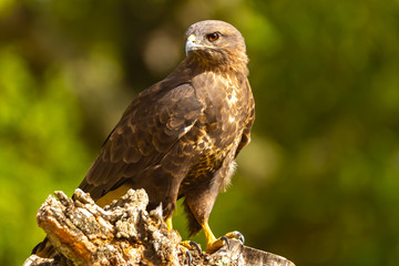 Common buzzard perched on a tree