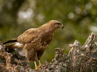 Common buzzard perched on a tree