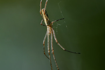 Gemeine Streckerspinne