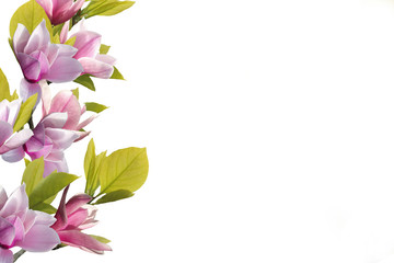 Beautiful blooming magnolia flower bouquet isolated on white background. - obrazy, fototapety, plakaty