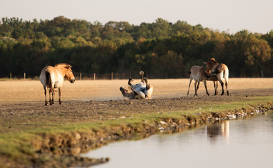 Equus przewalskii, wild Horse