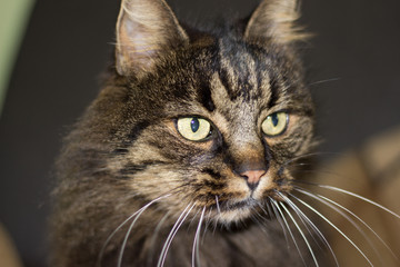 просто кошка