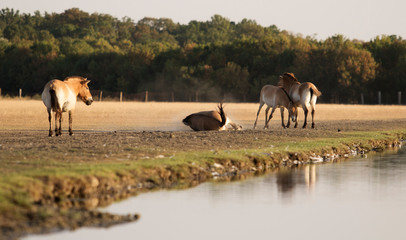 Equus przewalskii, wild Horse