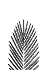 silhouette of leaves pattern on white background