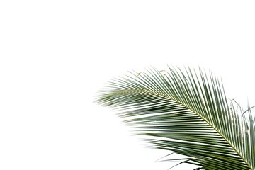 palm coconut leaf isolated on white background