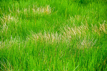 Background of a green grass in the nature