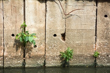 tree struggles to grow on a concrete wall at the canal