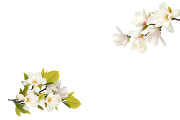 Beautiful blooming magnolia flower bouquet isolated on white background.