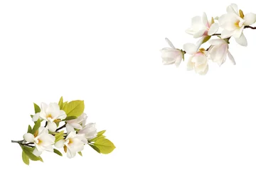 Zelfklevend Fotobehang Beautiful blooming magnolia flower bouquet isolated on white background. © swisty242