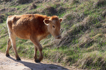 Fototapeta na wymiar Calf walking on the road to the pasture