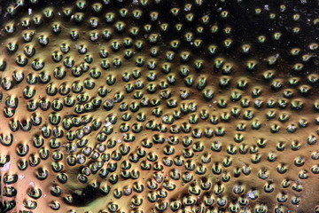 Japanese Beetle at 20x Magnification