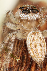Jumping Spider (Phidippus sp.)  about 5 cm long and 1.5 com wide-1 specimen