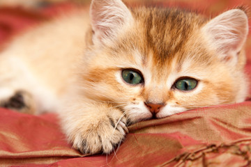 Gentle Golden British kitten resting lying on the bed and looks at the camera with green eyes.