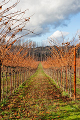 Row of Grapevines in Autumn