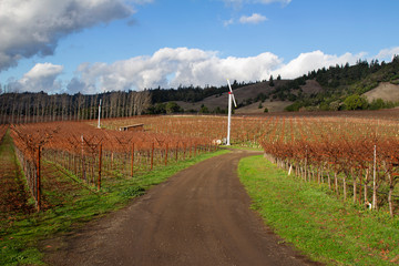Vineyard Road in Autumn