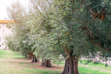 Obraz na płótnie Canvas Italian olive field with old olive tree ready for harvest.