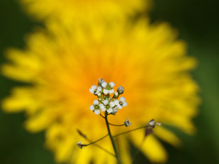 A wonderful time of flowers charm!