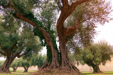 Old olive tree in a small olive grove in Umbria, Italy