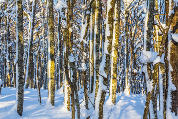beautiful winter forest in a snow