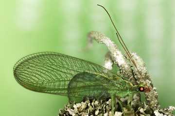 Lacewing, Coventry CT, 4.4.15