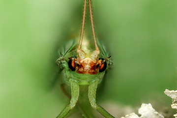 Lacewing, Coventry CT, 4.4.15
