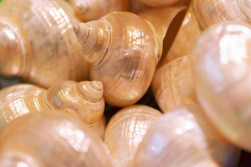 Seashell pattern. Mother of pearl background. Natural seashell macro texture, top view. Seashells...